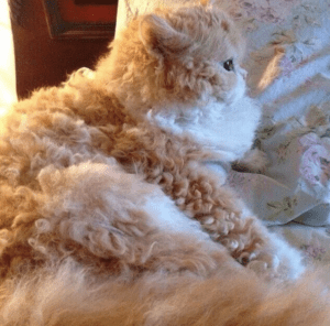 Curly haired cats exist and people can’t stop obsessing over how cute they are HD Wallpaper