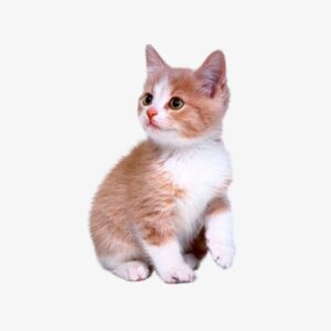 Cute Kitten PNG Images,  Cute Clipart, Physical Map, Animal PNG Transparent Back HD Wallpaper