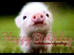 Cute Little Pig Singing Happy Birthday Song BY #TOOTHKILL Images