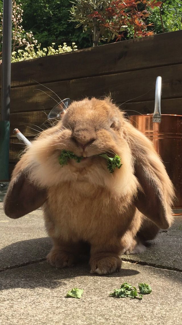 Cute Rabbit Photos
