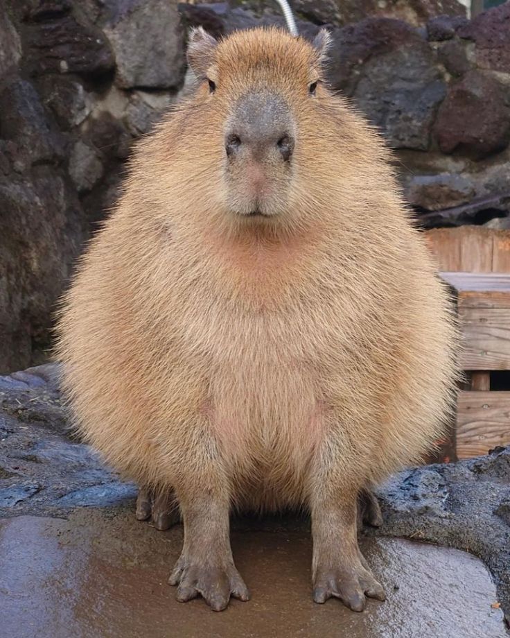 Cute Capybara Pinterest