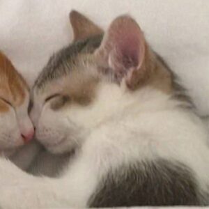 Cute cuddling cats matching profile , for couple or friends HD Wallpaper