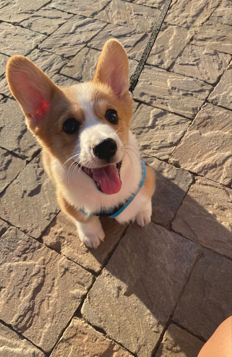 Cute happy corgi puppy