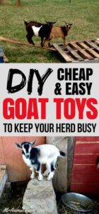 DIY Goat Toys: Cheap Toys to Keep Your Goats Busy HD Wallpaper
