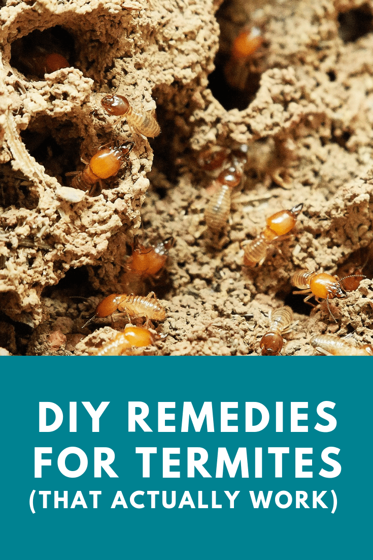 DIY Remedies for Termites