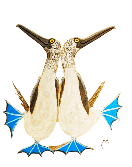 Dancing Bluefooted Boobies Images