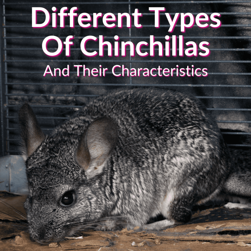 Different Types Of Chinchillas And Their Characteristics Images