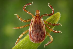 Disease of the Week , Rocky Mountain Spotted Fever HD Wallpaper
