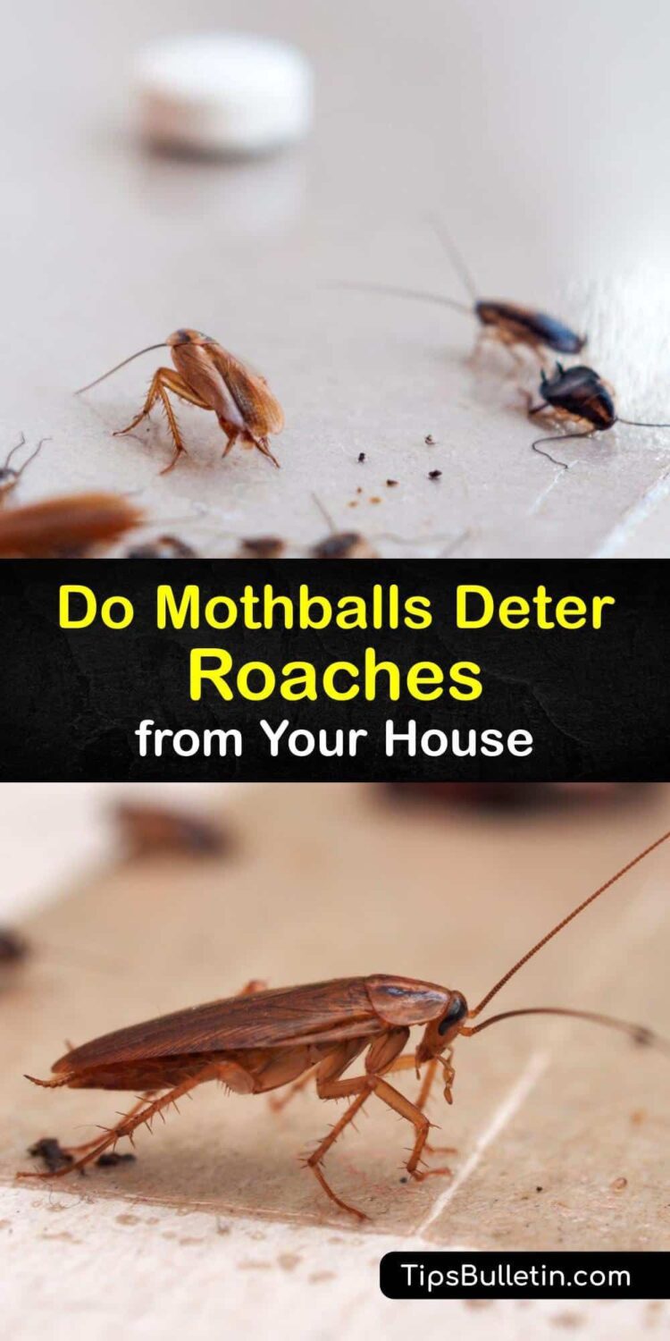 Do Mothballs Deter Roaches From Your House