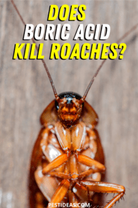 Does Boric Acid Kill RoachesHD Wallpaper