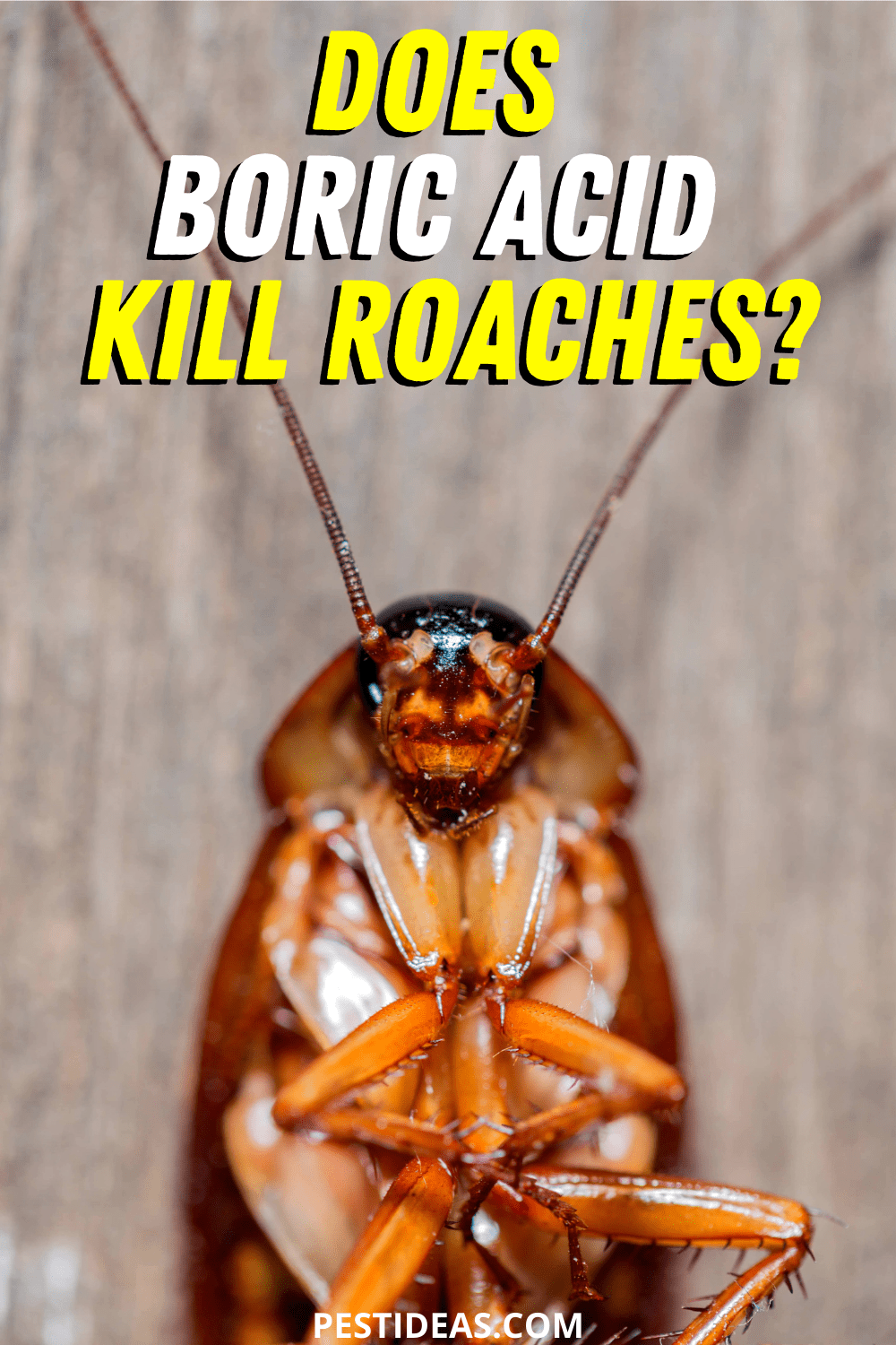 Does Boric Acid Kill Roaches?