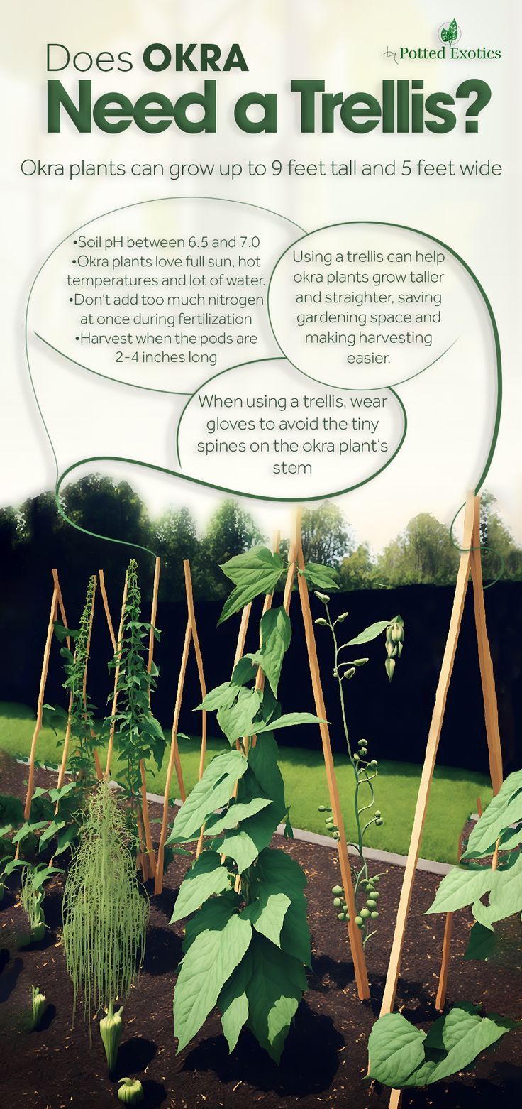 Does Okra Need a Trellis? Expert Insight for Quick Success