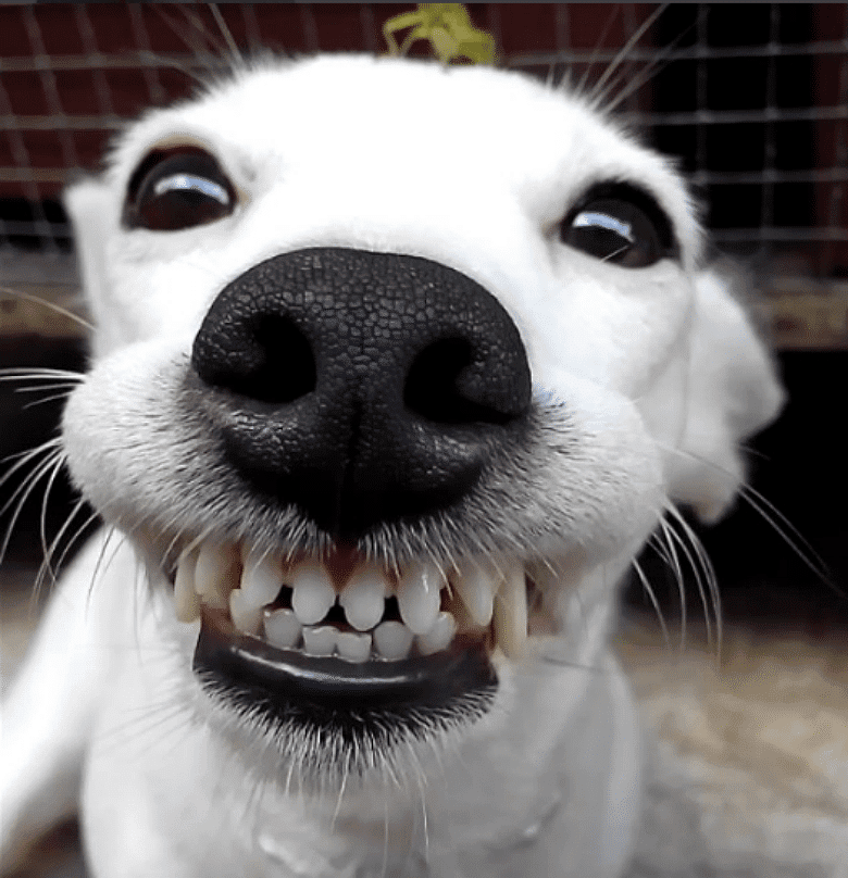 Dog Can't Stop Smiling When Grasshopper Lands on Her Head