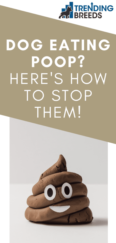 Dog Eating Poop? Here'S How To Stop Them!