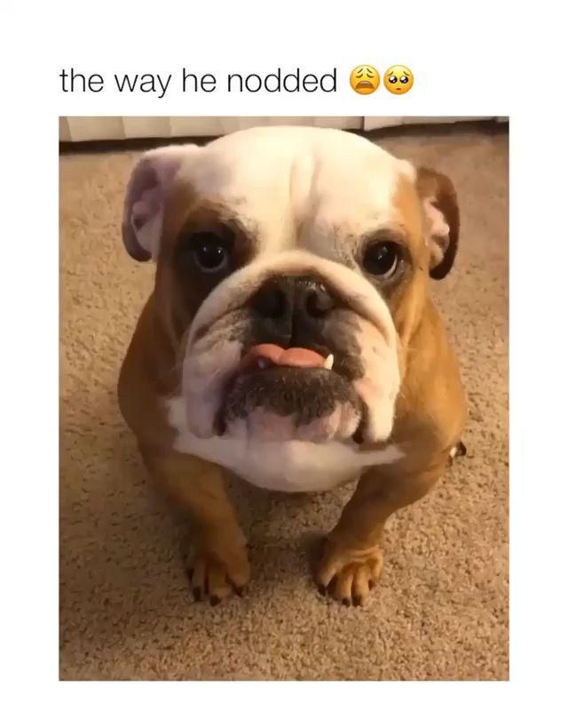 Dog Funny | Dog Cute videos | Dog Funny Videos