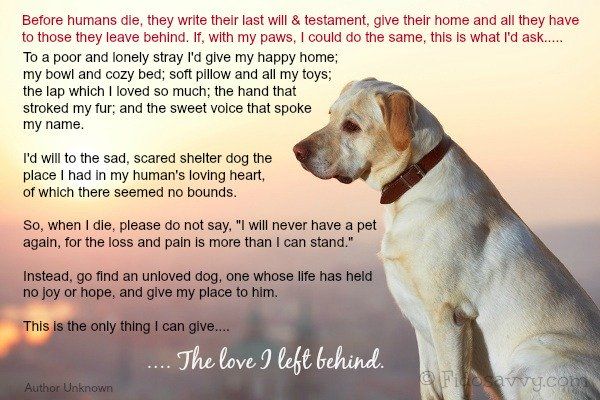 Dog Rainbow Bridge - Memorials For Much-Loved Pets