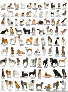 Dog Training Tips HD Wallpaper