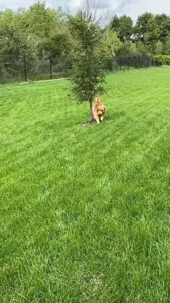 Dogs Funny | Dogs Cute Videos | Dogs Funny Videos