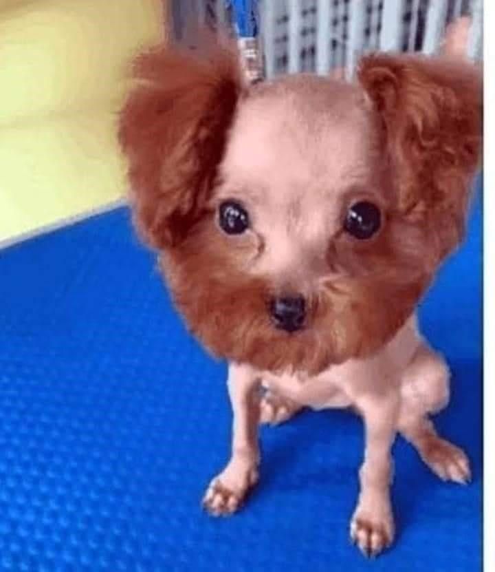 Dogs With Embarrassingly Laughable Haircuts Images