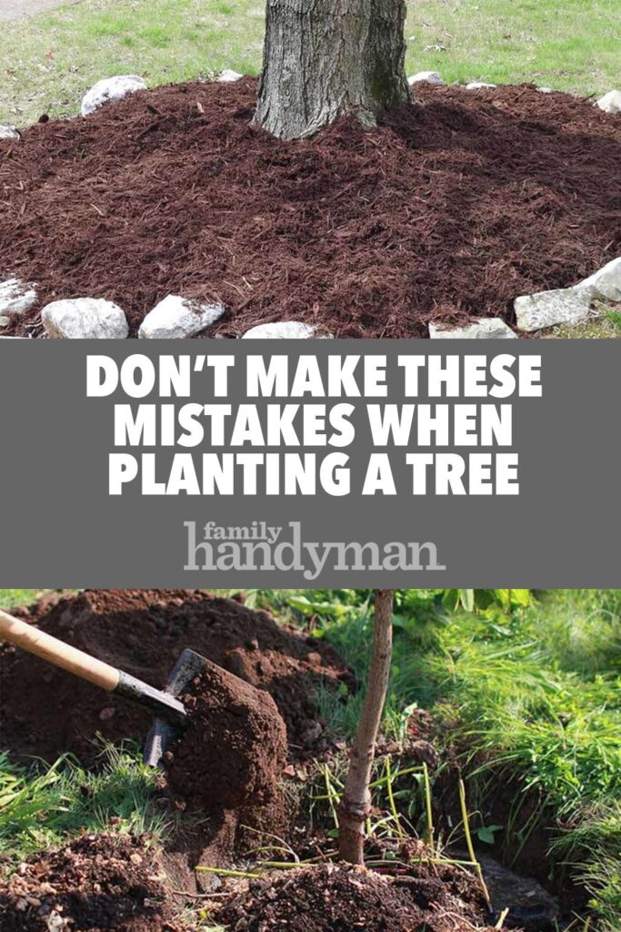 Dont Make These Mistakes When Planting A Tree Images