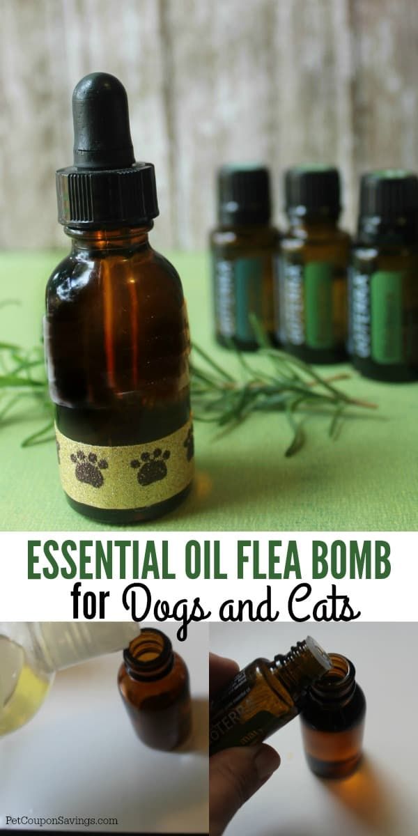 Essential Oil Flea Bomb for Dogs and Cats , Pet