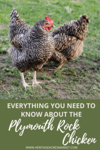 Everything You Need to Know About the Plymouth Rock Chicken , More HD Wallpaper