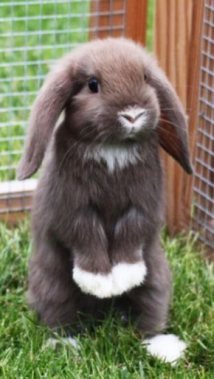 Everything you need to know about rabbits | Bunnies | Beauty | Photoshoot | All 