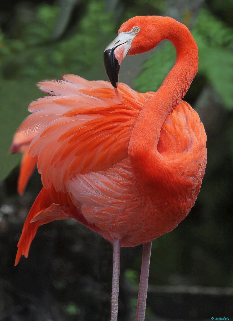 Flamingo Flirting With You Images