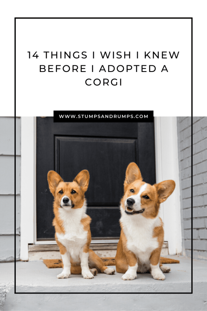 Facts Every Corgi Owner Should Know  — Stumps + Rumps