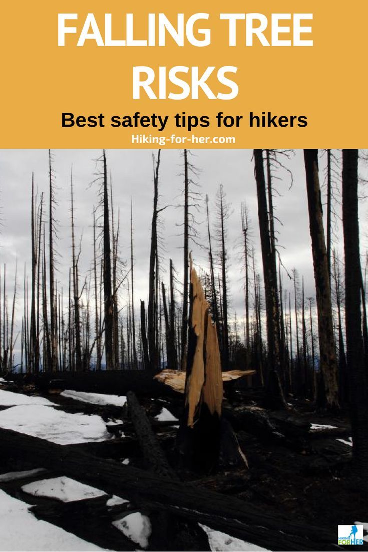 Falling Tree Risk: Best Safety Tips For Hikers
