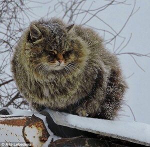 Farmer captures , of Siberian cats HD Wallpaper