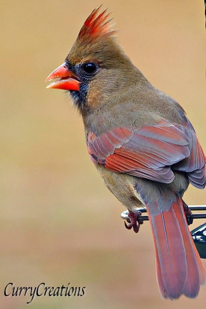 'Female Cardinal On A Perch' By Tcurry13