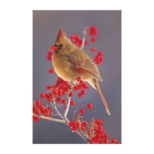Female Northern Cardinal Among Hawthorn Canvas Print Zazzle Images