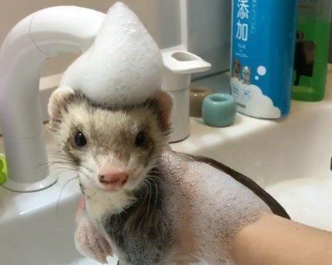Ferret Thinks Bath Time Is For Losers Images