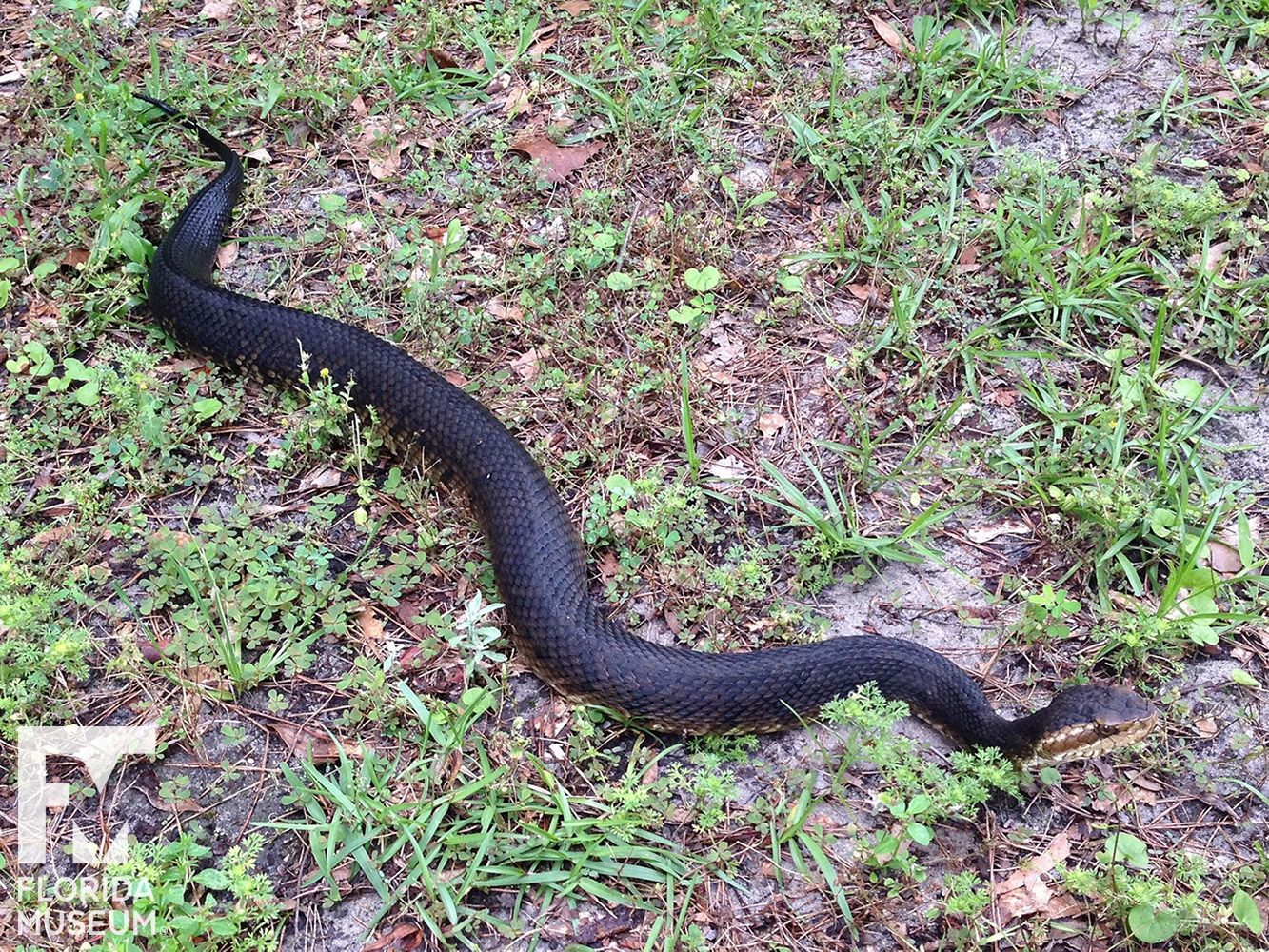 Florida Cottonmouth #WaterMoccasin is one of Florida's few #VenomousSnakes