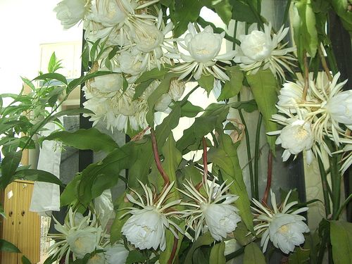 Flowering Brahma Kamal Plant