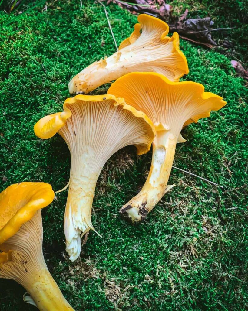 Foraging Chanterelle Mushrooms Identification Lookalikes Images