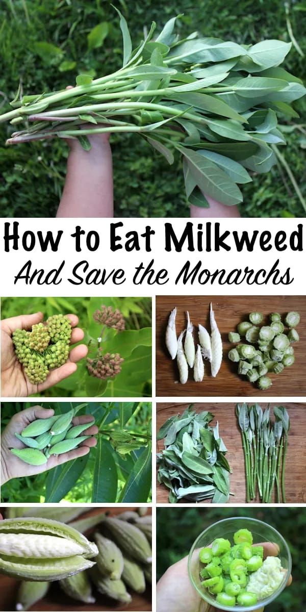 Foraging Milkweed: Spring Foraging Edible Plants