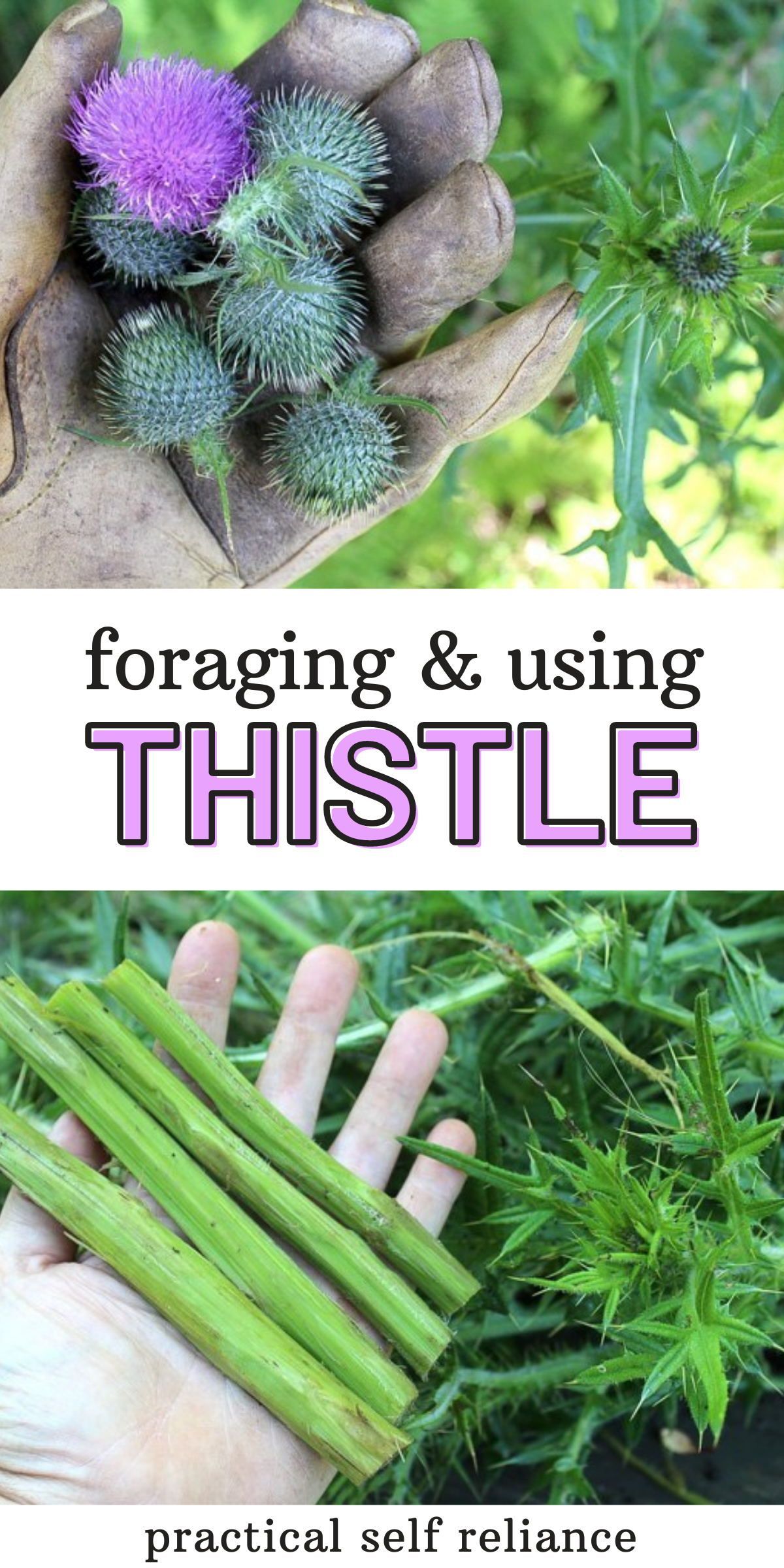Foraging Thistle: Summer Foraging Edible Thistle