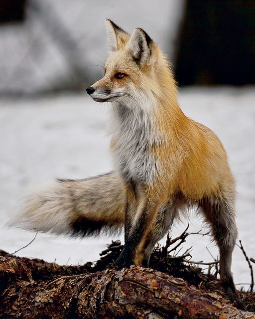 Fox Pose Images
