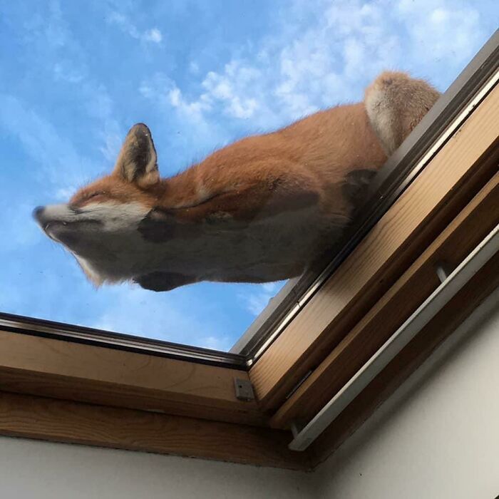 Fox Sleeping On Skylight Images