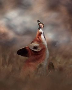 Fox Friend Animals Images