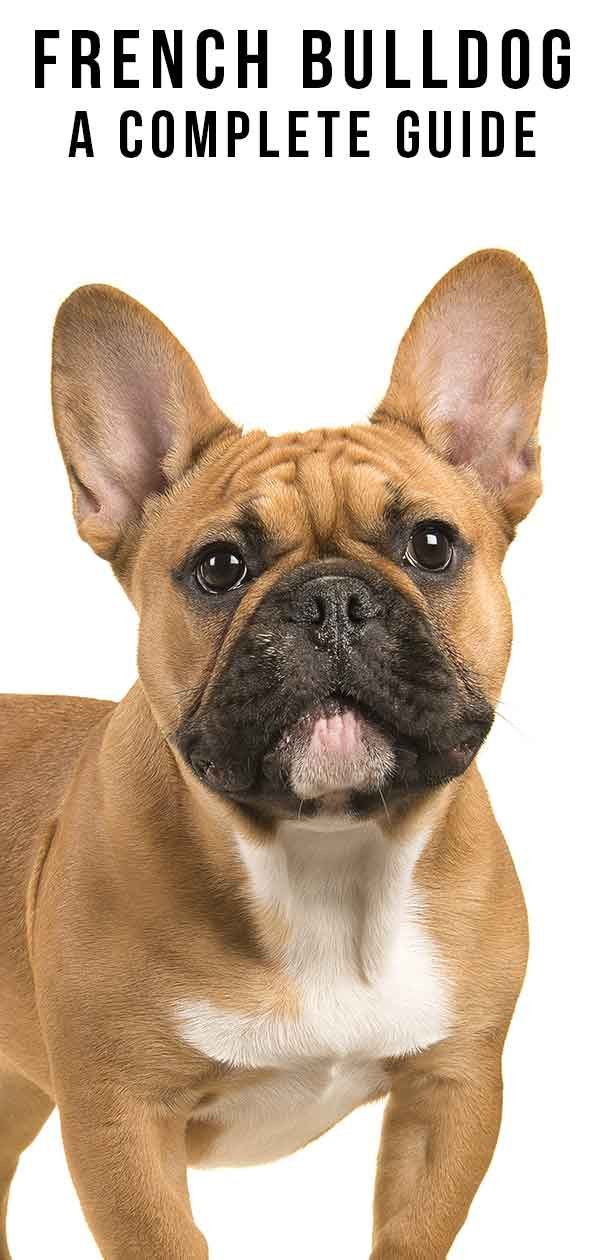 French Bulldog Breed Information Center , The Complete Frenchie Guide