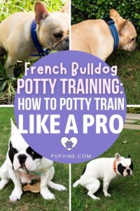 French Bulldog Potty Training: How To Potty Train Like A Pro HD Wallpaper