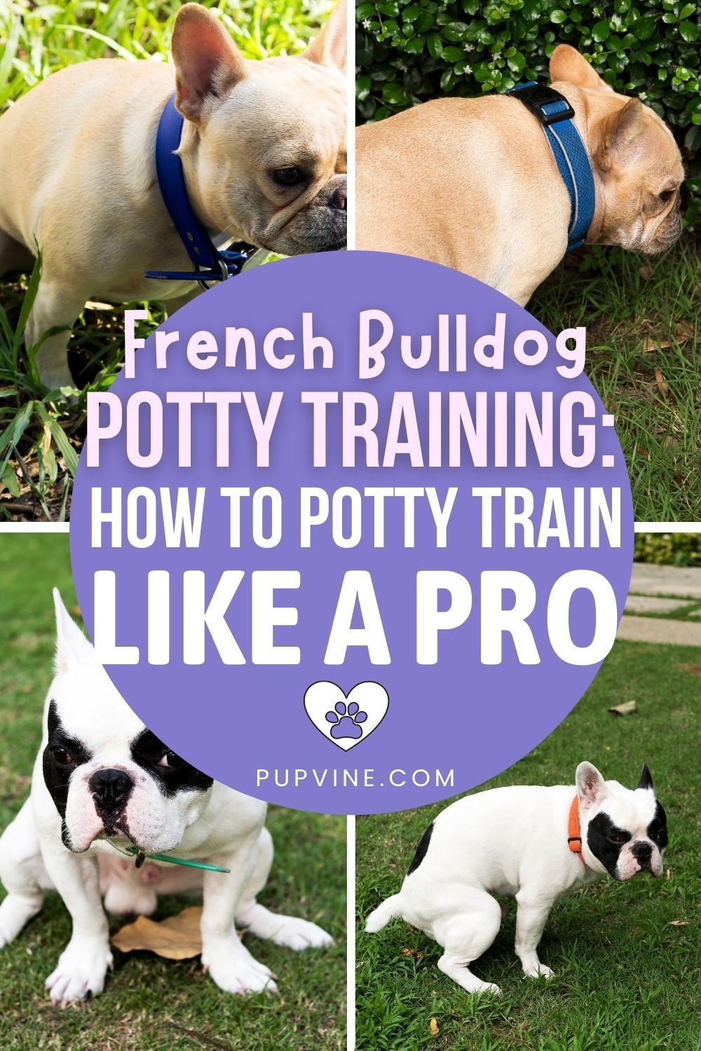 French Bulldog Potty Training: How To Potty Train Like A