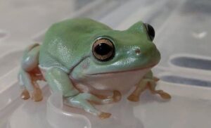 Frog Names , Over 500 Best Ideas For Naming Your Pet Frog HD Wallpaper