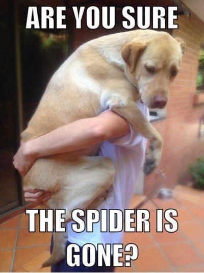Funny Animals More Afraid of Spiders than You Are