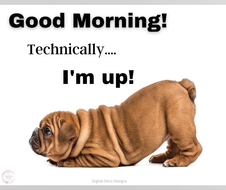 Funny Good Morning Meme Quote Cute Animals Silly Wake Up Humor Dog Image Adorabl
