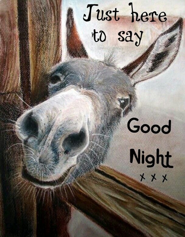 Funny Good Night Animal - Bing