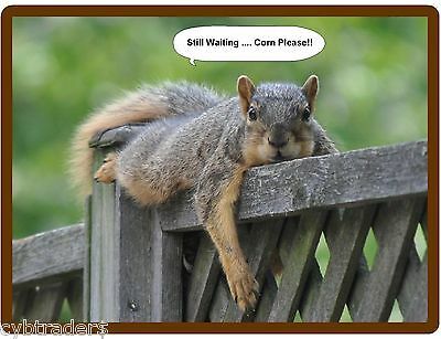Funny Squirrel Treats .. Still Waiting  Refrigerator / Tool Box /  Magnet   | eB